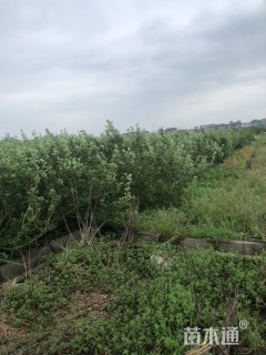 170厘米海滨木槿