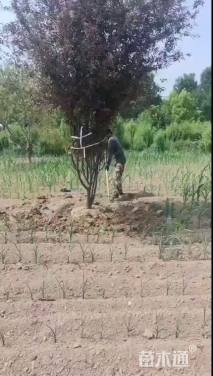 冠幅150厘米金叶女贞球