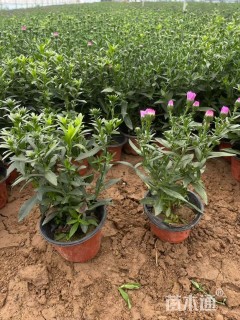 高度20厘米翠菊