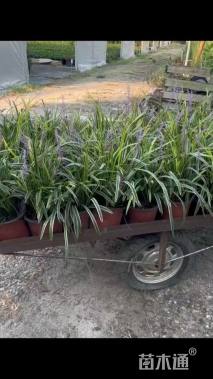 高度25厘米金边阔叶麦冬