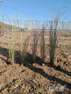 高度120厘米金红羽狼尾草