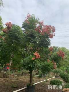 15公分台湾栾树