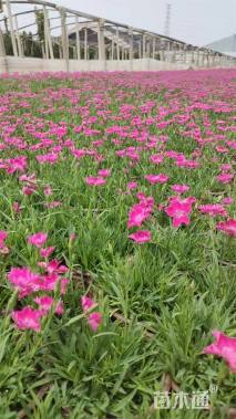 高度10厘米欧石竹