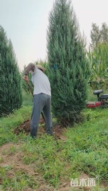 高度300厘米圆柏