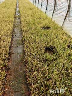 高度20厘米紫穗狼尾草