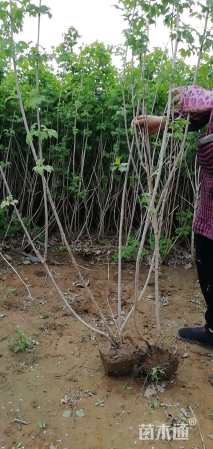 高度80厘米天目琼花