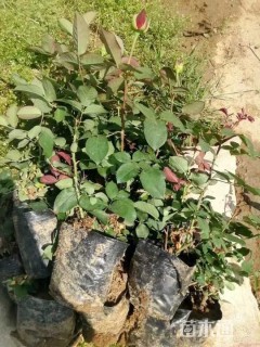 高度30厘米大花月季