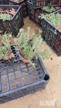 高度18厘米半枝莲