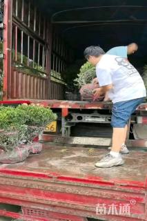 5.1公分蓝冰柏棒棒糖