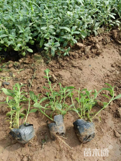 高度15厘米马鞭草