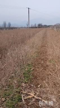 冠幅80厘米金叶榆球