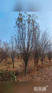 10公分西府海棠