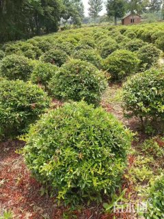 冠幅150厘米火棘球