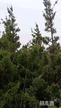 高度250厘米塔柏