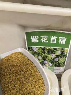 苜蓿种子