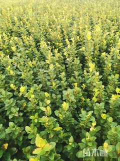 高度60厘米胶东卫矛