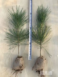 高度20厘米黑松小苗