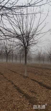 8公分金叶复叶槭