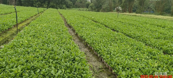 高度20厘米大花滨菊