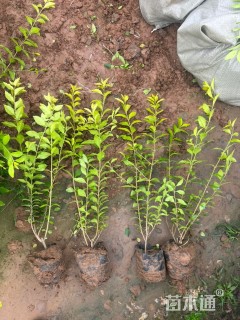 高度50厘米金叶女贞小苗