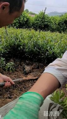 高度30厘米蚊母