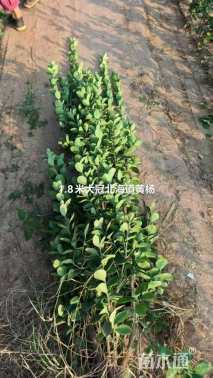 高度130厘米北海道黄杨