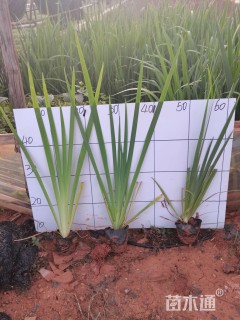 高度25厘米鸢尾