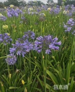 高度20厘米百子莲