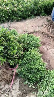 高度50厘米瓜子黄杨