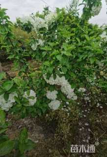 高度150厘米木绣球