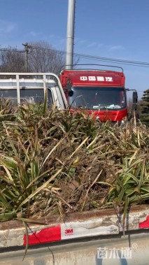 高度20厘米金边阔叶麦冬