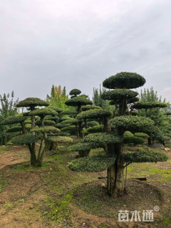 35公分对节白蜡