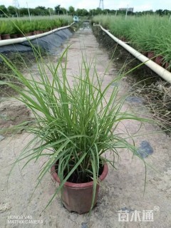 高度60厘米香根草