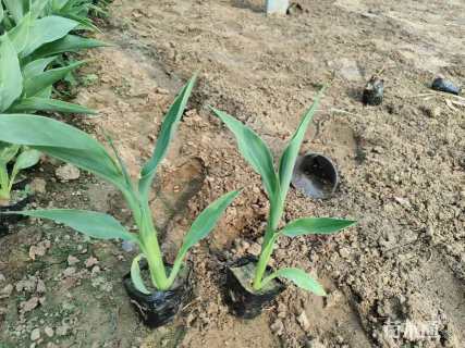 高度20厘米水生美人蕉