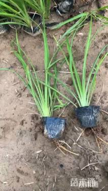 高度20厘米黄菖蒲