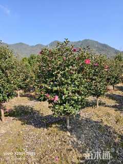 高度200厘米茶梅