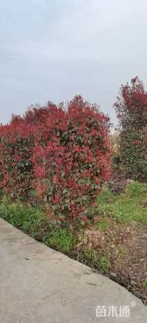 高度200厘米红叶石楠柱