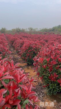 冠幅120厘米红叶石楠球