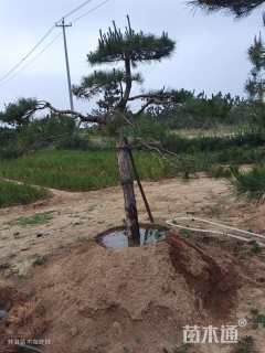 高度230厘米造型松