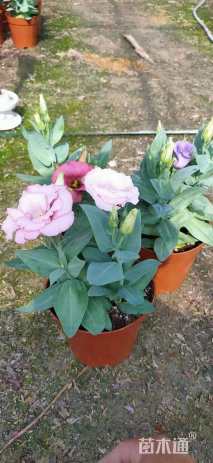 高度30厘米桔梗