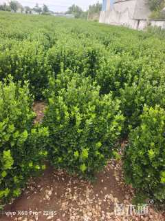 冠幅70厘米大叶黄杨球