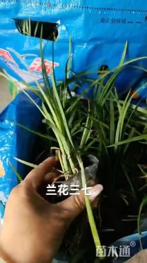 高度20厘米兰花