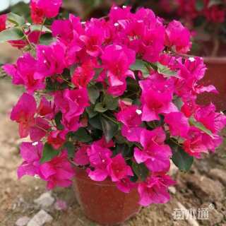 30公分桂花