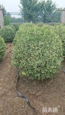 高度80厘米银姬小蜡