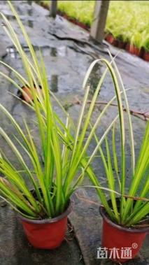 高度40厘米金叶石菖蒲