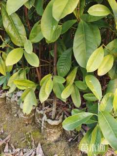 0.5公分深山含笑