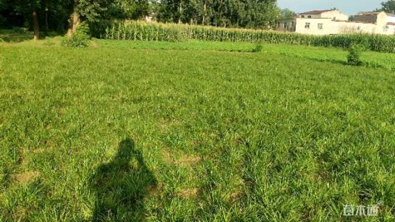 高度21厘米细叶麦冬草