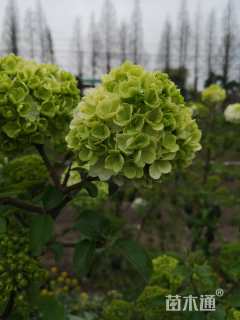 高度100厘米木绣球