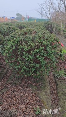 高度80厘米金丝桃球