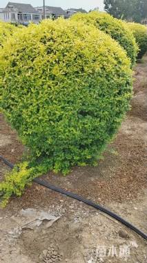 冠幅200厘米金冠女贞球